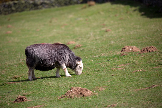 Kirkbampton Herdwick Sheep