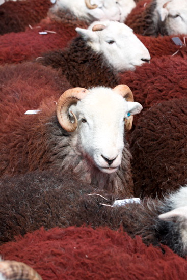 Lamplugh Herdwick Sheep