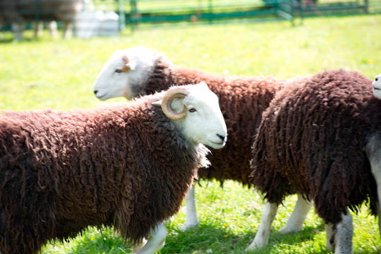 Wiggonby Field Lakeland Sheep