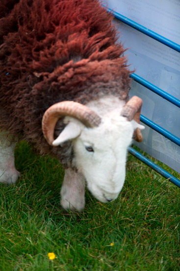 Haverthwaite Farm Herdwick Sheep