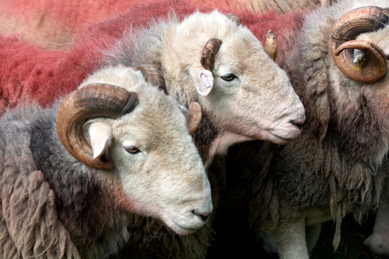Grey Knotts Farm Herdwick Sheep