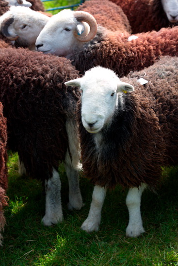 Windermere Field Herdwick Sheep