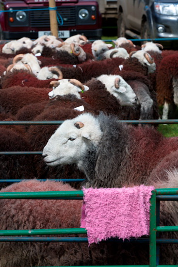 Baycliff Farm Lakeland Sheep