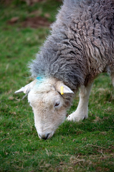 Wigton Valley Herdwick Sheep