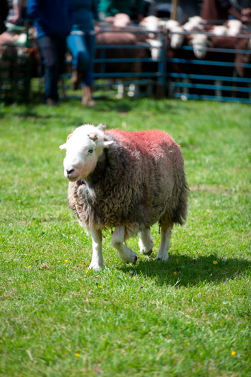 Kirkland (Penrith) Field Lake district Sheep