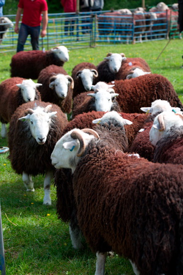Aldingham Field Lake district Sheep
