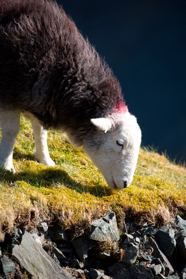 Place Fell Lake district Sheep