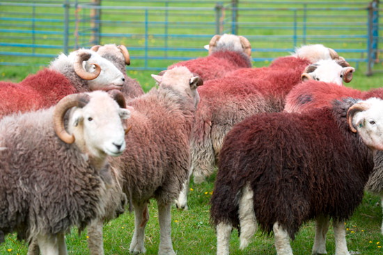 Sallows Farm Lake district Sheep