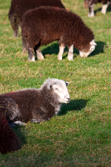 Little Mell Fell Valley Herdwick Sheep
