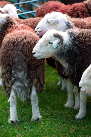 Bothel Valley Lakeland Sheep
