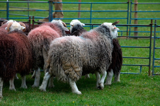 Brockleymoor Farm Lake district Sheep