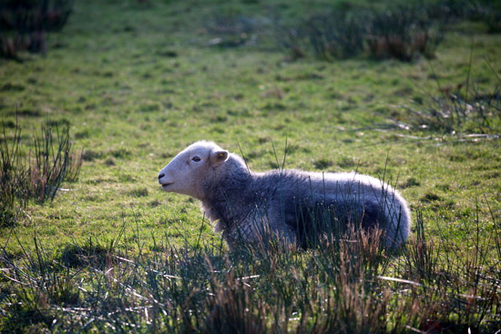Harrison Stickle Farm Herdwick Sheep