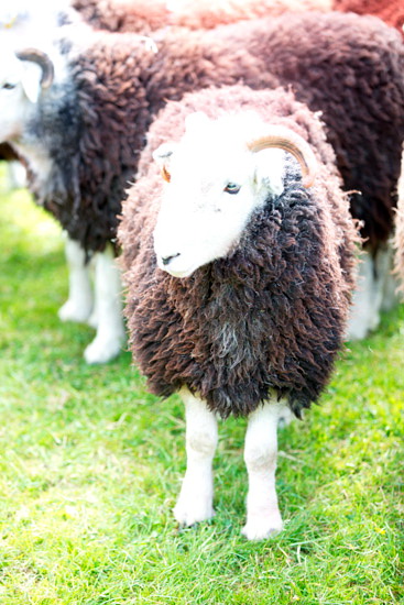 Natland Herdwick Sheep