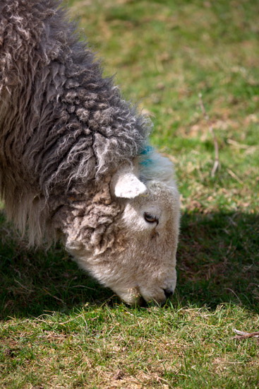 Warwick-on-Eden Field Lakeland Sheep