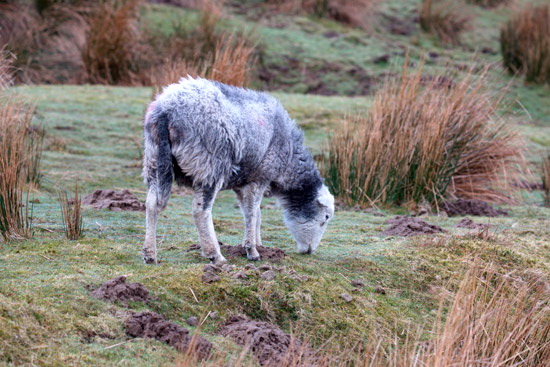 Isel Valley Herdwick Sheep