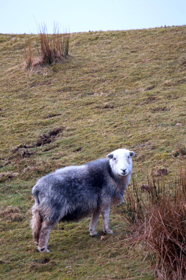 Bleaberry Fell Field Herdwick Sheep