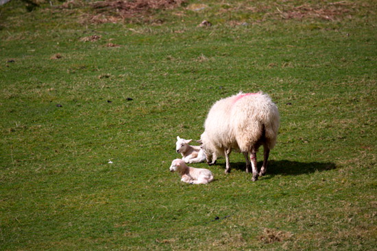 Blencow Valley Herdwick Sheep