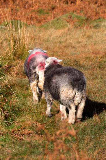 Ling Fell Farm Lakeland Sheep