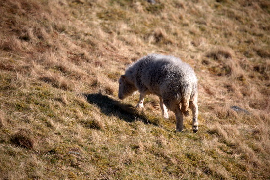 Illgill Head Farm Lakeland Sheep