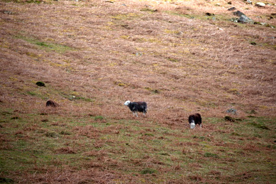 Beckermet Field Herdwick Sheep