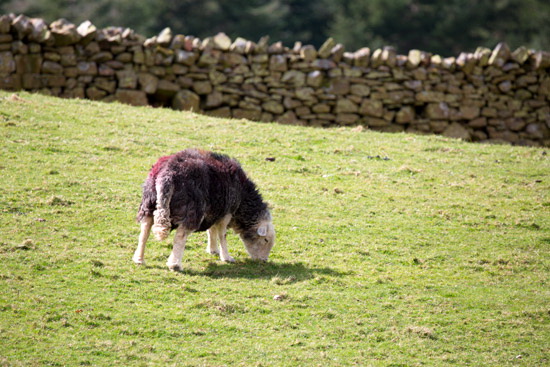 Saint Sunday Crag Herdwick Sheep