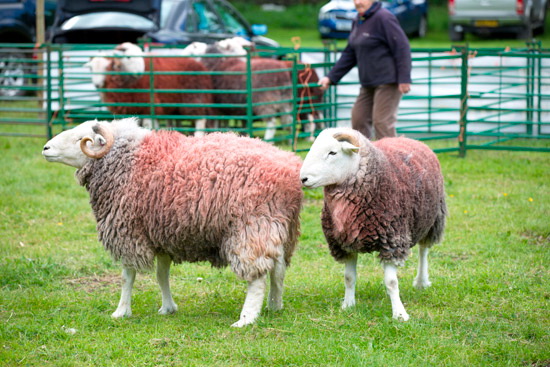 Clough Head Field Lake district Sheep