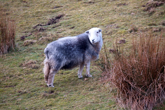 Windermere Field Herdwick Sheep