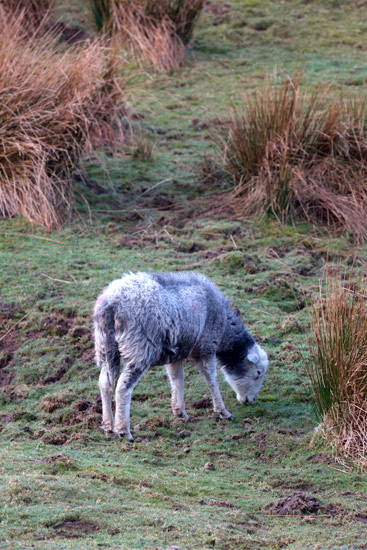 Banks Lake district Sheep
