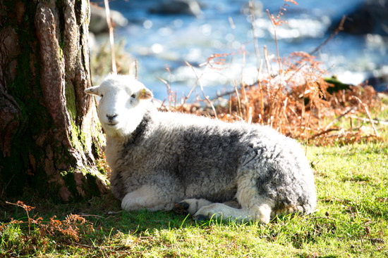 Beaumont Field Lakeland Sheep