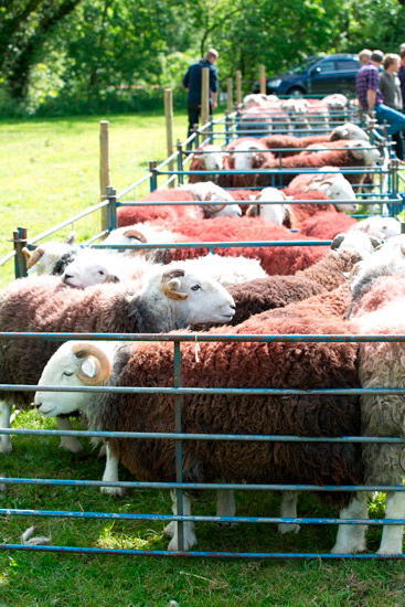 Thurstonfield Farm Lake district Sheep