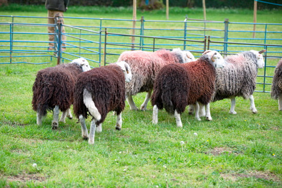 Herdwick Sheep - Herdwick Photo