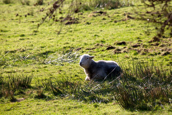 Barrows Green Lake district Sheep