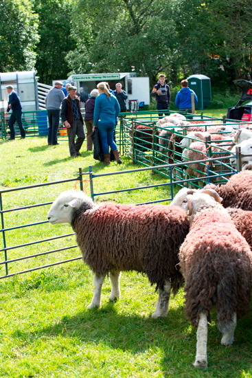 Hindscarth Farm Herdwick Sheep