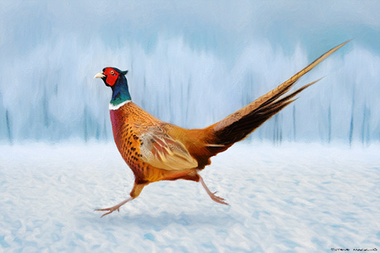 Winter Pheasant II