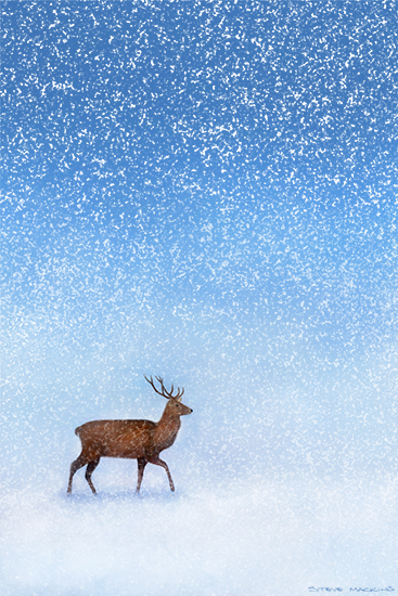 Winter Stag IV
