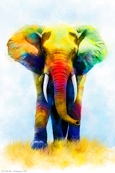 African Elephant II