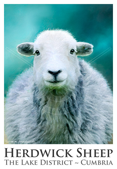 Herdwick Sheep Poster No9