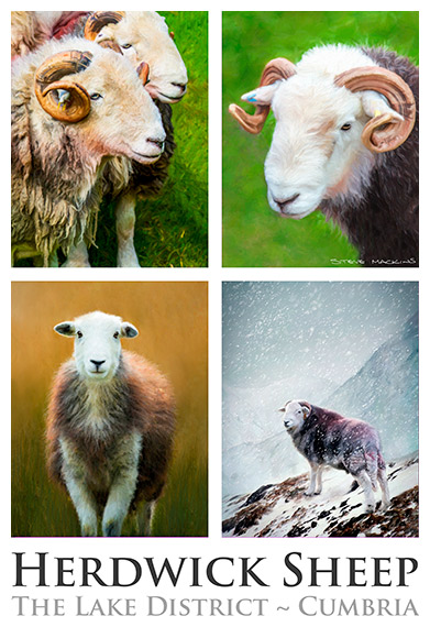 Herdwick Sheep Poster Mixed