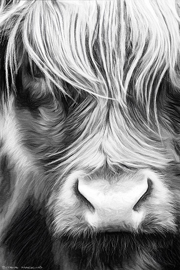 Morag Oban Highland Cow Sketch