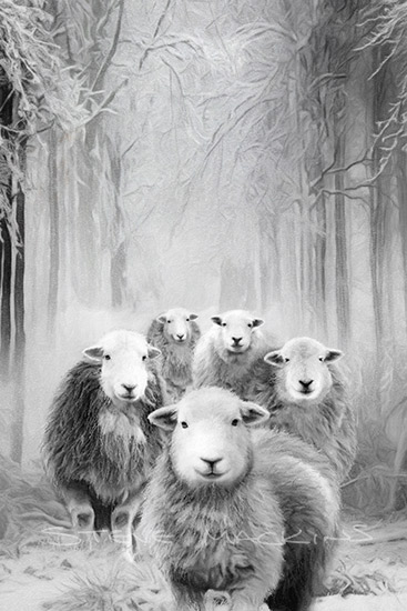 Winter Woodland Herdwick Sheep
