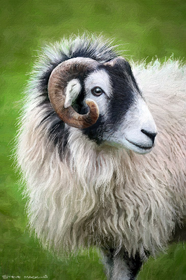 Swaledale Sheep III