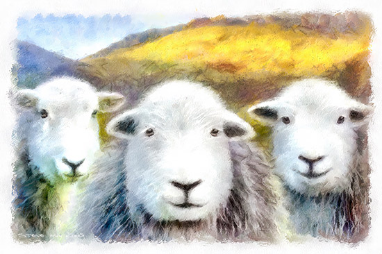 Langdales Herdwick Sheep Watercolour