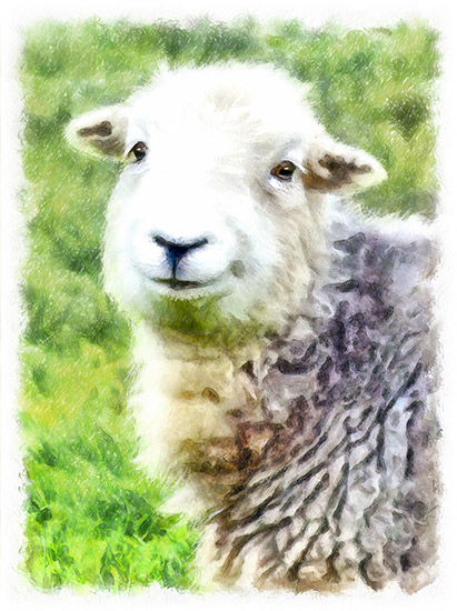Herdwick Sheep Ewe Watercolour