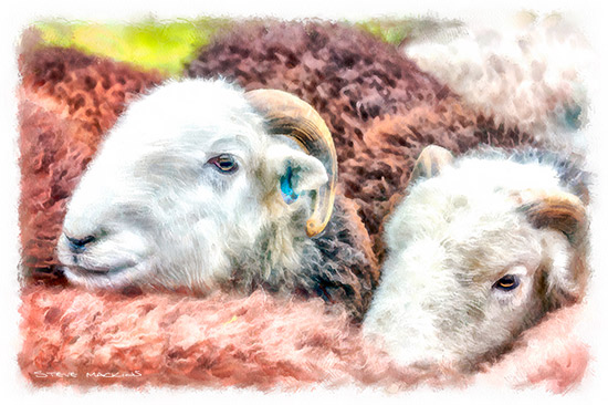 Herdwick Sheep Ewes Watercolour