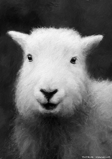 Loughrigg Herdwick Sheep (mono)