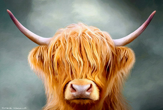 Katie the Highland Cow
