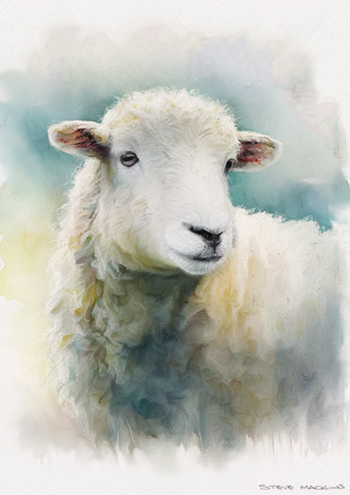 Herdwick Sheep Ewe Watercolour VII