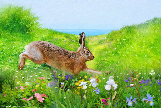 Hare Meadow III