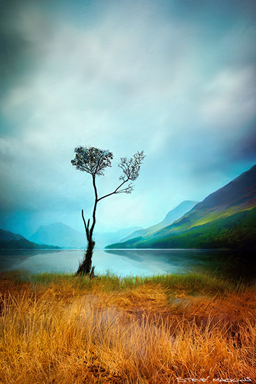 Lone Tree Buttermere Lake District