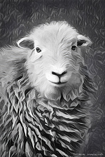 Herdwick Sheep Ewe 